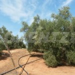 PS600 Pump System in Andalucía, La Carolina, 165 m, 22m³/day